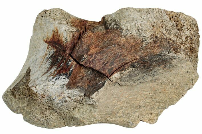 Fossil Dinosaur Vertebra Section - Wyoming #233831